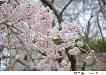 福岡城と桜 福岡城と桜 132770197
