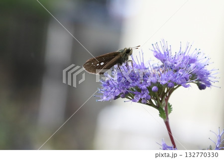 秋の庭に咲く紫色のダンギクの花の蜜を吸うイチモンジセセリ蝶 132770330