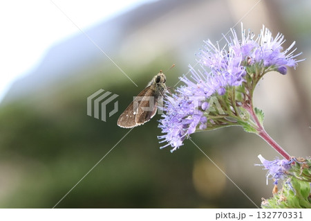 秋の庭に咲く紫色のダンギクの花の蜜を吸うイチモンジセセリ蝶 132770331