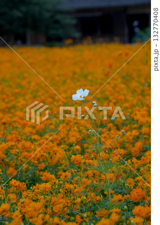 コスモスの花 132770408