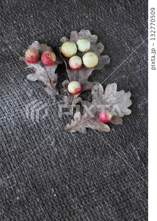 Oak apples on oak leaves. On a rough linen burlap background. 132770509