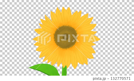 Sunflower illustration 132770571