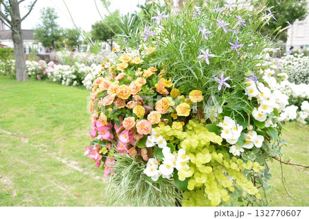 美しいバラ園 美しいバラ園 132770607