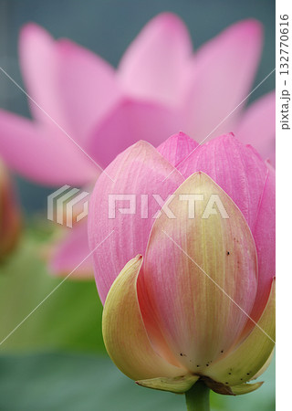 Large lotus 初夏の早朝の蓮池で咲き始める大輪のハスの花(薄いピンク色,望遠ズーム撮り) Large lotus 初夏の早朝の蓮池で咲き始める大輪のハスの花(薄いピンク色,望遠ズーム撮り) 132770616