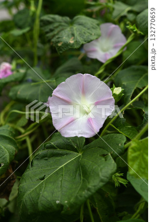 朝顔 132770659