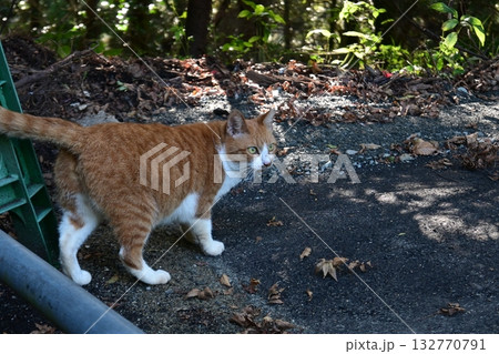 こちらをじっと見つめる茶トラ猫 こちらをじっと見つめる茶トラ猫 132770791