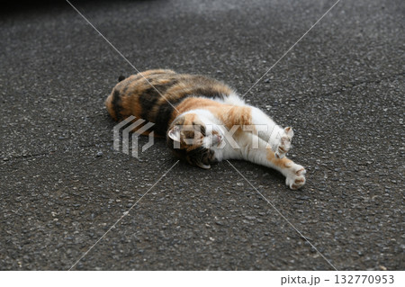 三毛猫 132770953