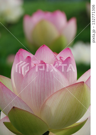 初夏の早朝の蓮池で咲き始める大輪のハスの花(ピンクとホワイトのグラデーション色,望遠ズーム撮り) 初夏の早朝の蓮池で咲き始める大輪のハスの花(ピンクとホワイトのグラデーション色,望遠ズーム撮り) 132771306