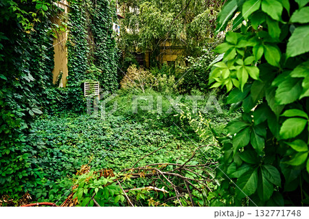 Densely Overgrown Wild Garden with Ivy and Climbing Plants Consuming Old Building Walls Densely Overgrown Wild Garden with Ivy and Climbing Plants Consuming Old Building Walls 132771748