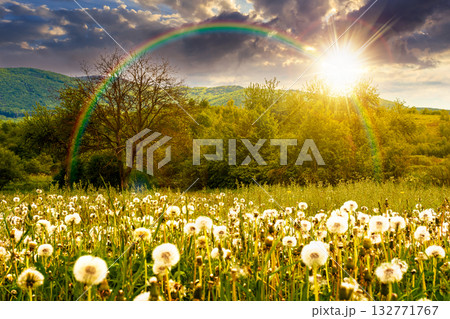 rural landscape with blooming dandelion field in spring at sunset. agriculture countryside background with mountain in evening light. farmland with orchard in springtime under rainbow. warm weather 132771767