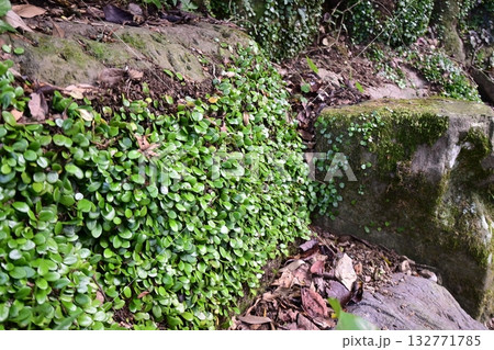 福岡県の高良大社境内の風景 福岡県の高良大社境内の風景 132771785