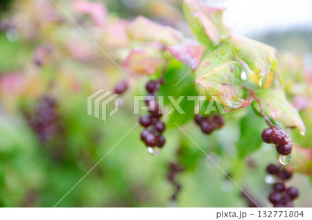 ナツハゼの実 132771804