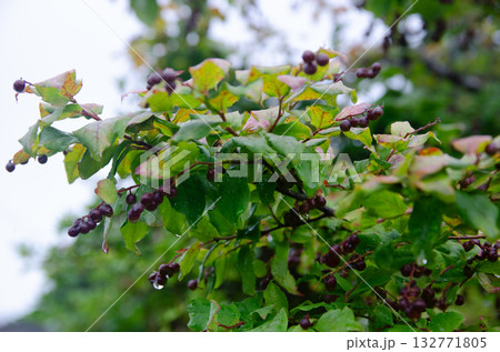 ナツハゼの実 ナツハゼの実 132771805