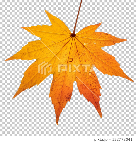 秋葉楓葉 秋葉楓葉 132772041