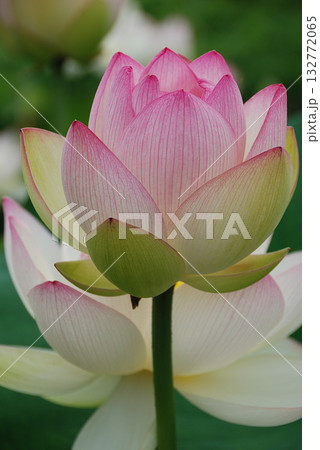 初夏の早朝の蓮池で咲き始める大輪のハスの花(ピンクとホワイトのグラデーション色，望遠ズーム撮り) 132772065