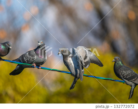 電線にとまるドバト 132772072