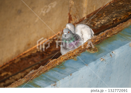 鉄橋の下のドバト 鉄橋の下のドバト 132772091