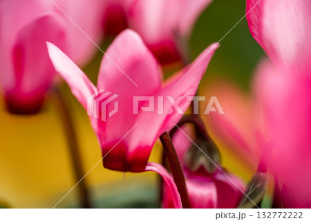 ピンクのシクラメン 132772222