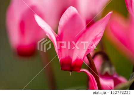 ピンクのシクラメン 132772223