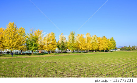 秋　清々しい青空と色づき始めたイチョウ並木　秋田県 132772231