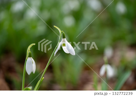 白いスノードロップ 132772239