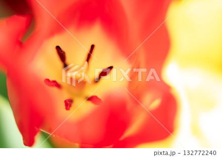 赤いチューリップのクローズアップ 赤いチューリップのクローズアップ 132772240