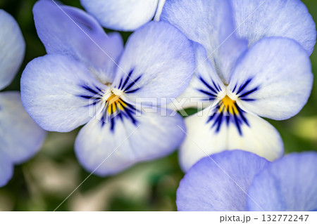青いビオラの花 132772247