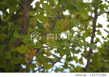 色づき始めた銀杏 132772366