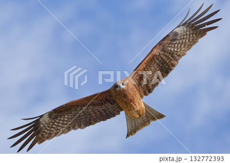 飛びながらこちらを見るトンビ 132772393