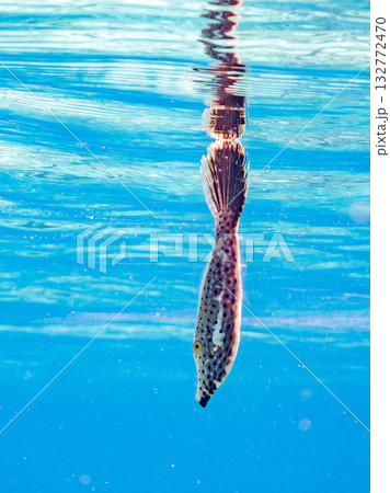 水面を漂うソウシハギ幼魚。半水面撮影。美しいサンゴ礁と熱帯魚の群れ。 嘉比島沖縄県 島尻郡慶良間諸島 水面を漂うソウシハギ幼魚。半水面撮影。美しいサンゴ礁と熱帯魚の群れ。 嘉比島沖縄県 島尻郡慶良間諸島 132772470