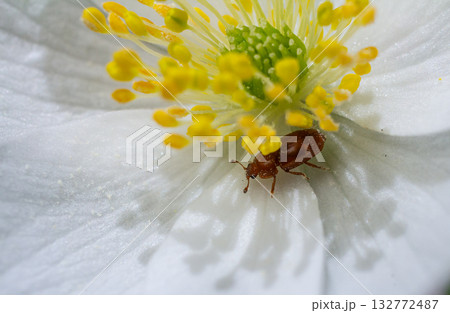 Close-up of a small beetle on a white flower petal surrounded by yellow stamens under natural light in a garden setting Close-up of a small beetle on a white flower petal surrounded by yellow stamens under natural light in a garden setting 132772487