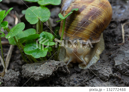 Snail exploring fresh green clovers in a rich earthy garden setting during a vibrant spring day Snail exploring fresh green clovers in a rich earthy garden setting during a vibrant spring day 132772488
