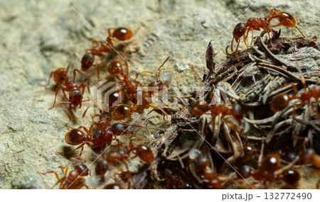 Ants foraging around their nest on a textured surface during daylight hours in a natural environment Ants foraging around their nest on a textured surface during daylight hours in a natural environment 132772490