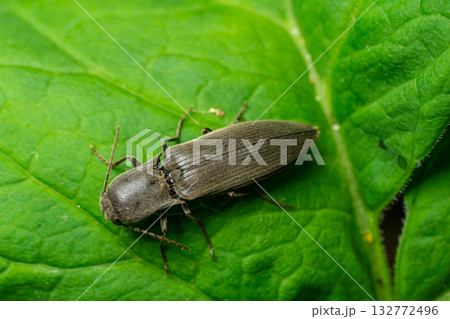 Close-up view of a beetle resting on a green leaf in a natural environment during daylight hours Close-up view of a beetle resting on a green leaf in a natural environment during daylight hours 132772496