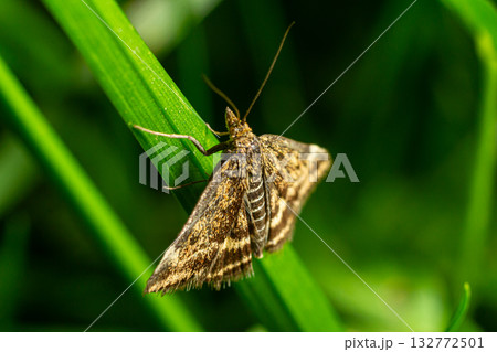 Loxostege sticticalis beet webworm moth resting on green grass during a sunny day 132772501