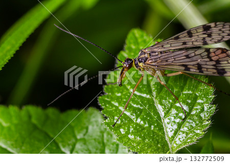 Common scorpionfly resting on a green leaf in a natural environment showcasing its unique features and delicate wings Common scorpionfly resting on a green leaf in a natural environment showcasing its unique features and delicate wings 132772509