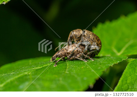 Two brown weevils mating on a green leaf during daylight in a serene garden environment 132772510