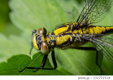 Close-up view of Gomphus vulgatissimus showcasing distinctive black body and bright yellow stripes perched on a vibrant green leaf in a natural habitat 132772519