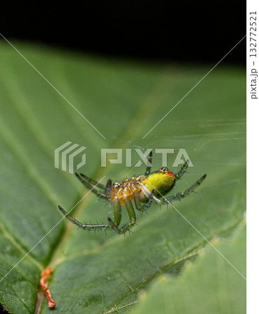 Bright green Araniella opisthographa spider observed on a leaf showcasing its distinctive coloration and intricate legs while it prepares to weave a web 132772521