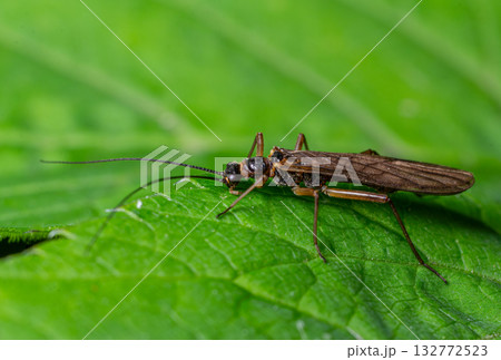 Detailed close-up of Plecoptera sp. stonefly resting on vibrant green leaf in natural habitat during daylight hours Detailed close-up of Plecoptera sp. stonefly resting on vibrant green leaf in natural habitat during daylight hours 132772523