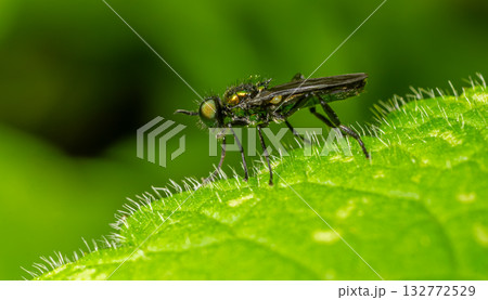 Soldier fly perched on a green leaf with fine hairs highlighting its detail Soldier fly perched on a green leaf with fine hairs highlighting its detail 132772529
