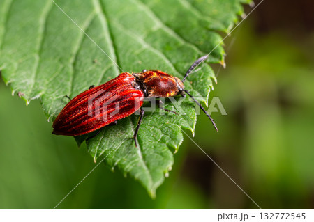 Net-winged beetle Lycidae sp. resting on a green leaf in a natural habitat during daylight Net-winged beetle Lycidae sp. resting on a green leaf in a natural habitat during daylight 132772545