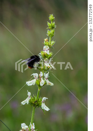 Red-tailed bumblebee foraging on woundwort flowers in a vibrant natural setting during a sunny day Red-tailed bumblebee foraging on woundwort flowers in a vibrant natural setting during a sunny day 132772549