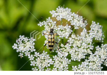 Four-banded longhorn beetle on delicate white flowers in a vibrant green garden during summer 132772555