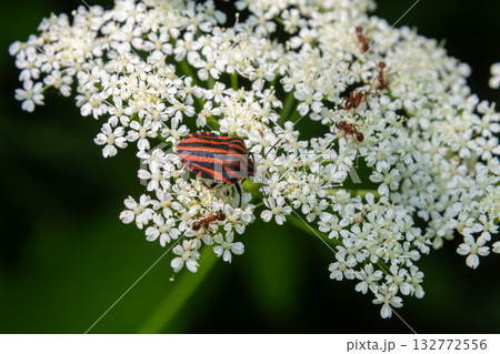 Striped Bug resting on white flowers in a lush garden during a sunny day with ants foraging nearby 132772556