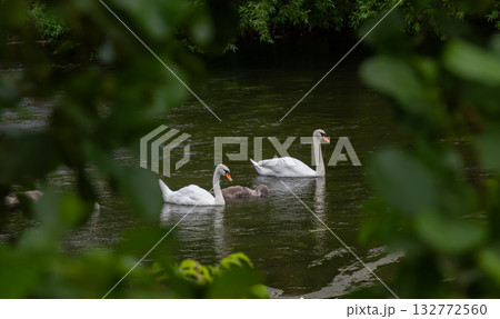 Swans swim gracefully in a serene river while surrounded by lush greenery during a peaceful afternoon in nature Swans swim gracefully in a serene river while surrounded by lush greenery during a peaceful afternoon in nature 132772560
