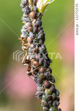 Worker ants diligently safeguarding a thriving aphid colony from various threats during daylight hours in a vibrant garden environment Worker ants diligently safeguarding a thriving aphid colony from various threats during daylight hours in a vibrant garden environment 132772570