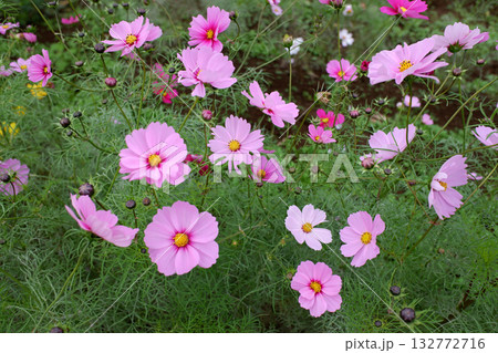 千葉県柏市　コスモス 132772716
