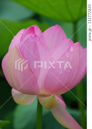 Large lotus 初夏の早朝の蓮池で咲き始める大輪のハスの花(薄いピンク色,望遠ズーム撮り) Large lotus 初夏の早朝の蓮池で咲き始める大輪のハスの花(薄いピンク色,望遠ズーム撮り) 132772820