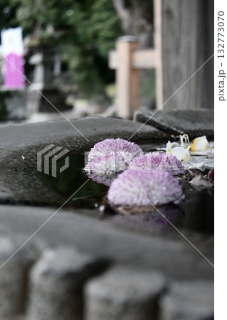 手水鉢に浮かぶ可愛らしい手毬花 手水鉢に浮かぶ可愛らしい手毬花 132773070